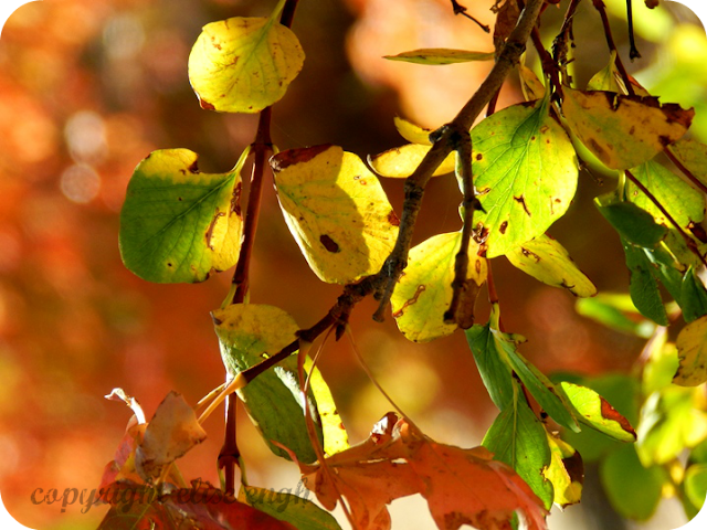 orange yellow autumn leaves