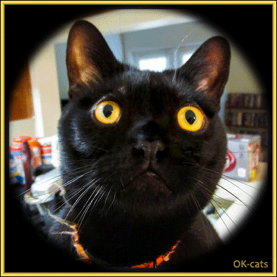 Art Cat GIF • Congratulations Kitty, you just won a million Dollar$! Art Cat GIF • Congratulations Kitty, you just won a million Dollar$!
