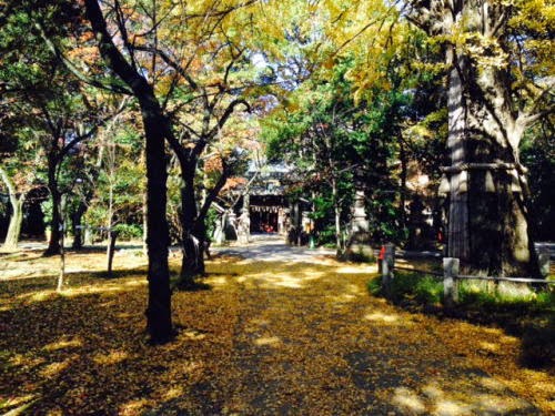 赤坂氷川神社、紅葉