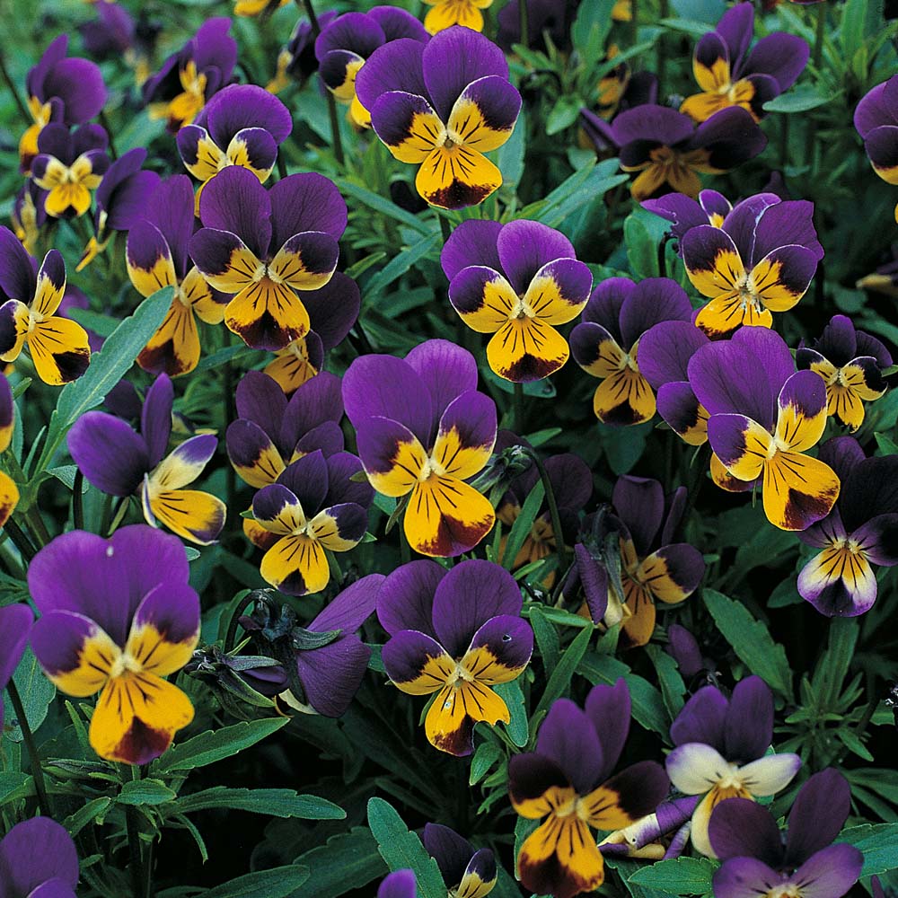 Viola Tricolor Pensamiento Medicinal El Mundo y sus Plantas