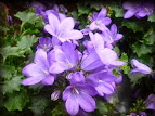 Campanula carpatica