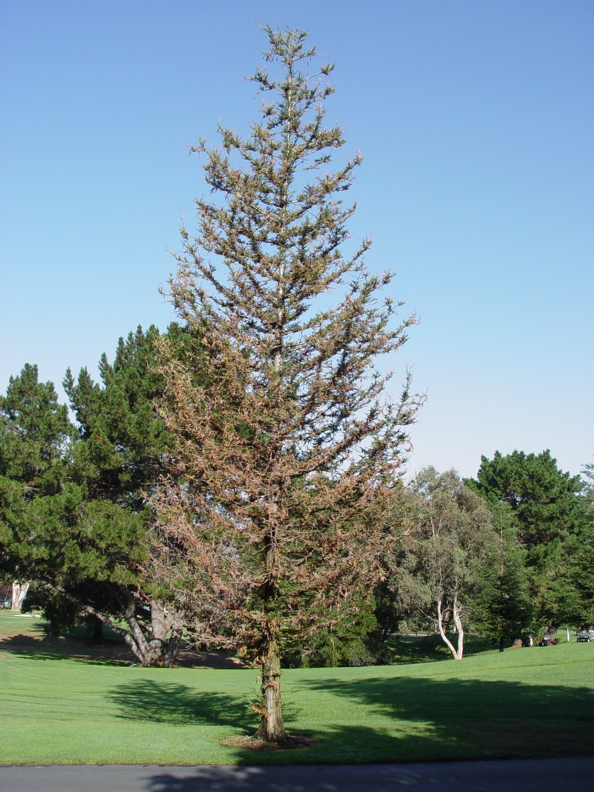 the villages golf and country club golf course maintenance Dying Trees