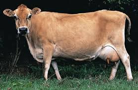 Cow Images, hd photo  Free Download  36