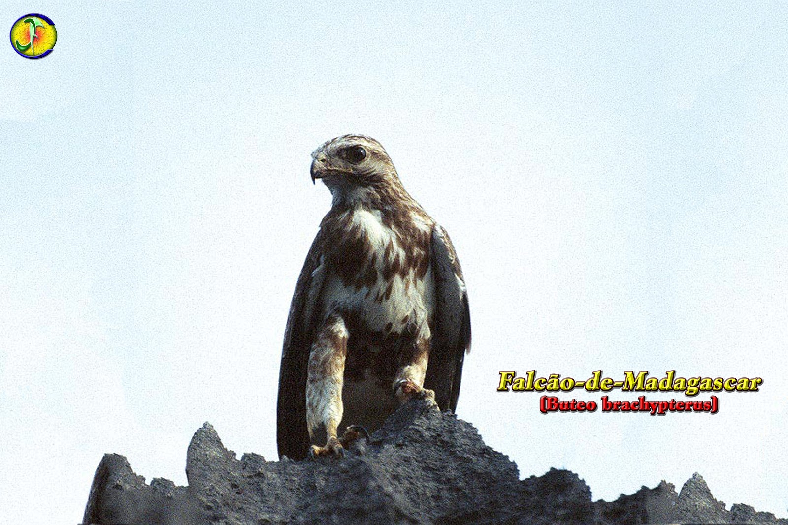 ORNITOLOGIA FalcãodeMadagascar (Buteo brachypterus)