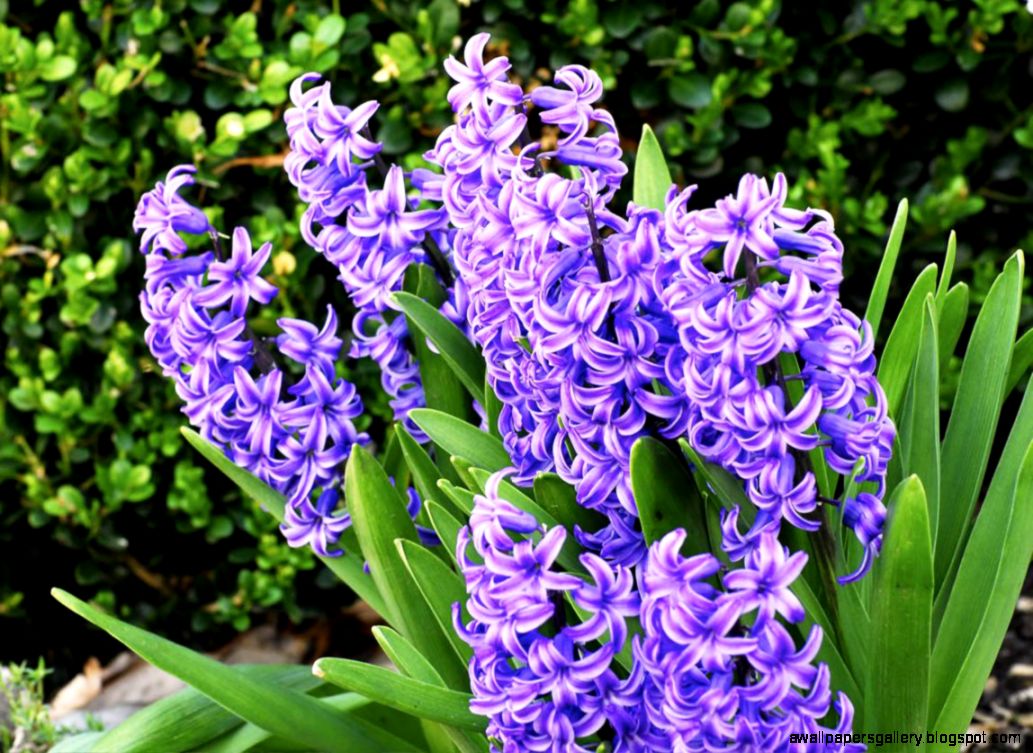 Purple Flower Name Chart