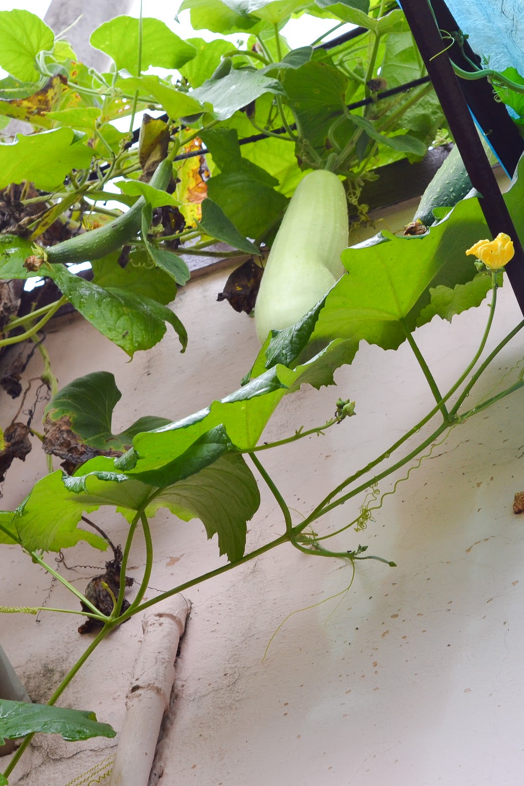 Vegetarian Tastebuds Lauki Muthia / Bottle Gourd Steamed And Seasoned Cake