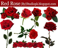 red rose images