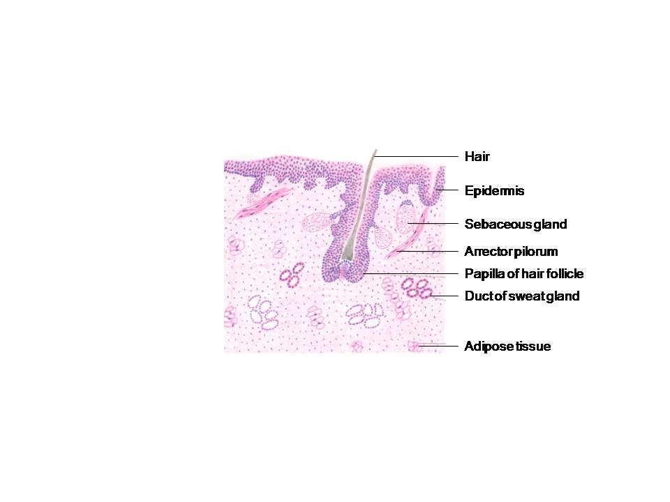HISTOLOGY DIAGRAMS: General histology - specific points