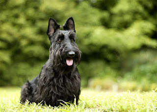 Everything about your Scottish Terrier