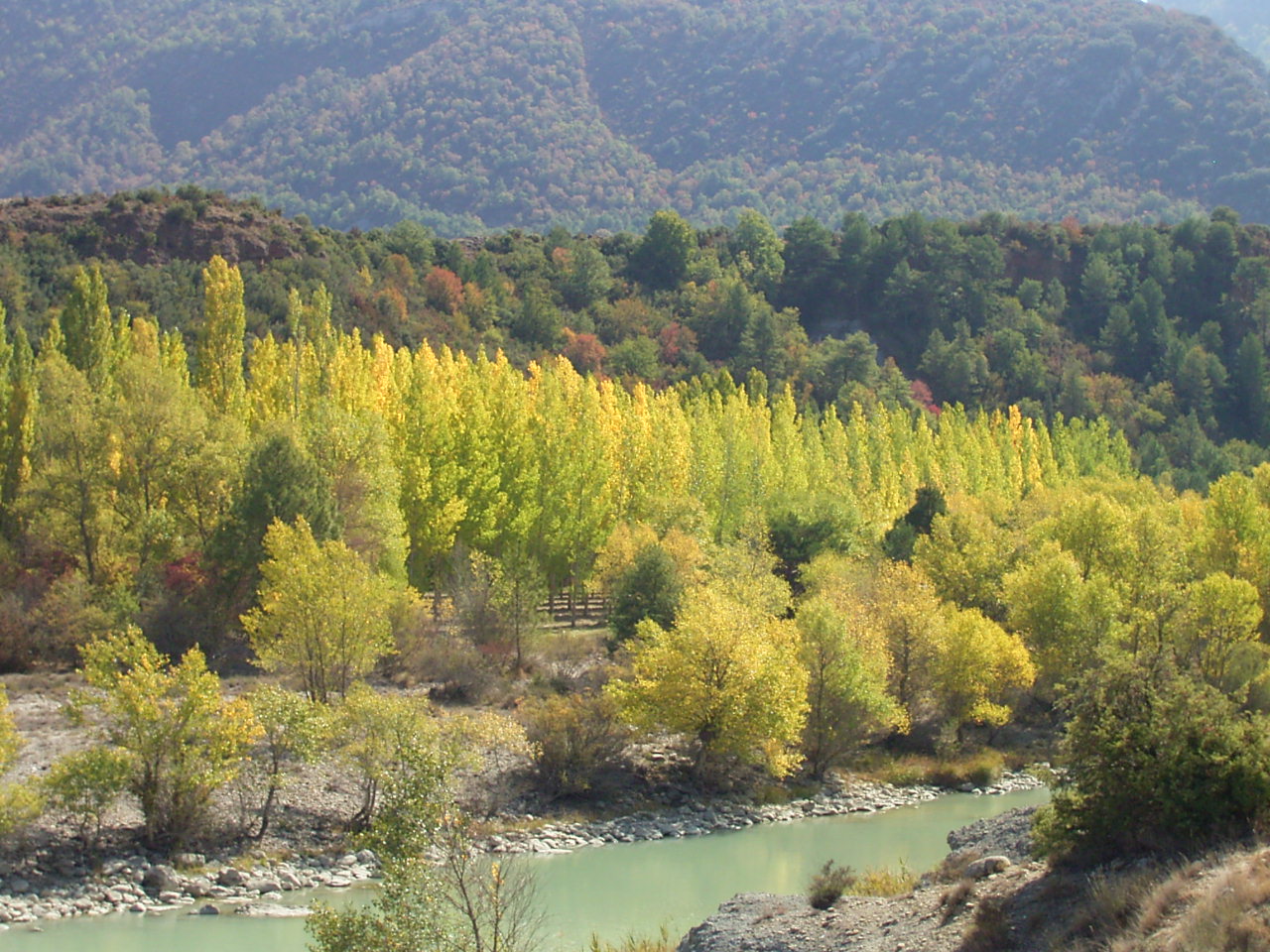 Bosque de galería basal húmedo