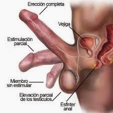 lograr una erección completa solo en la eyaculación