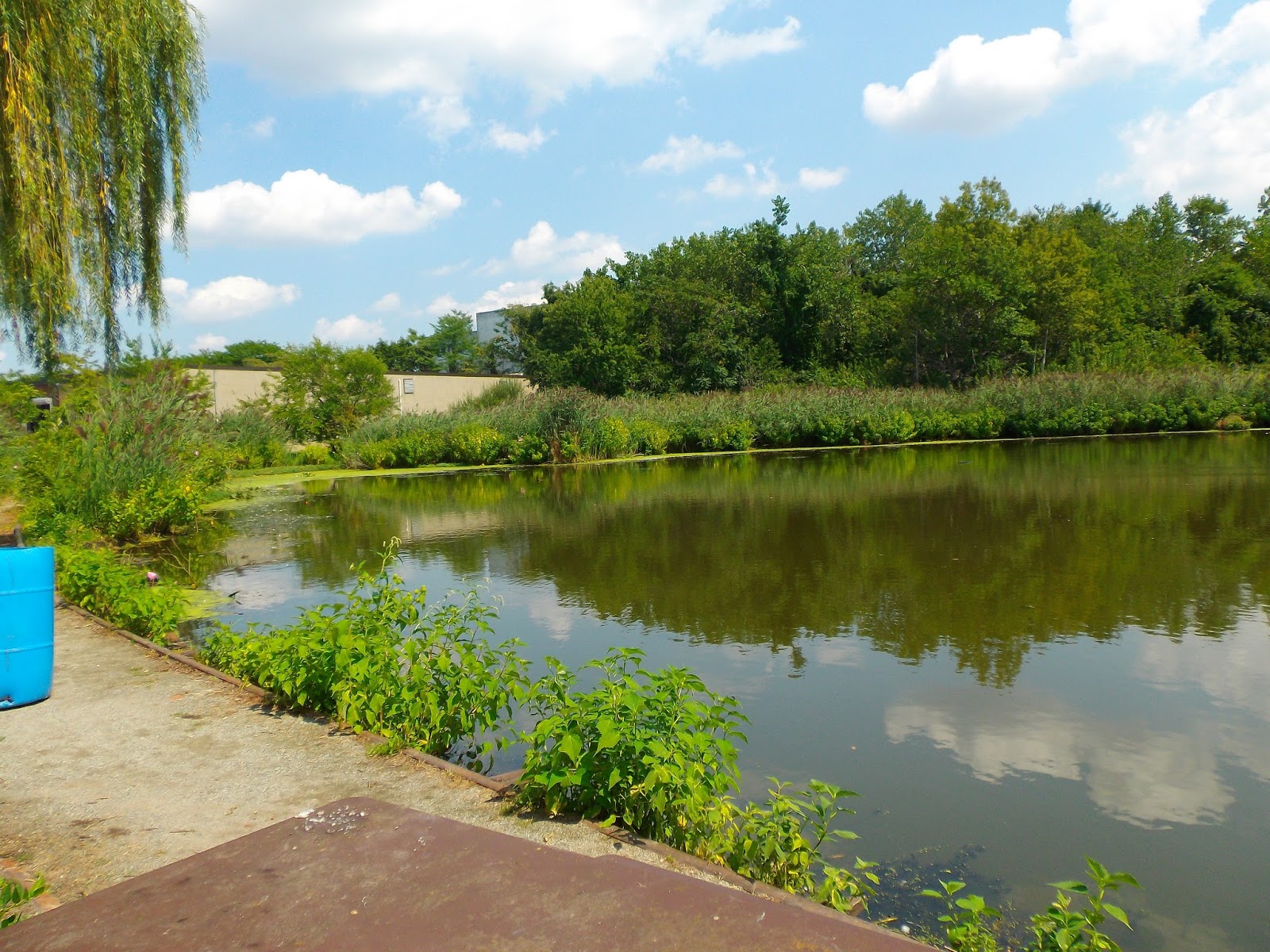 The Great Lakes of NYC Duck Pond Fishing
