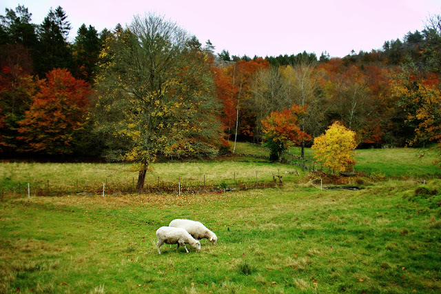 Sheep in Bohuslän during autumn