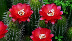 Unique Wallpaper: Imágenes de flores y rosas para escribir