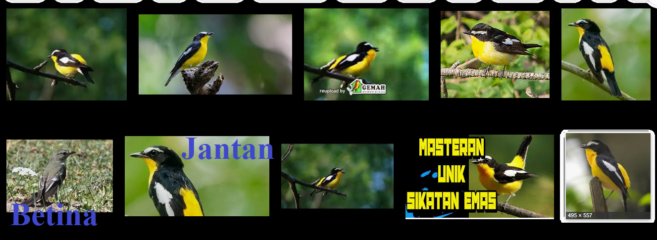 Gedebus Mrupus Burung Sikatan Emas Si Mungil Yang Berbulu Indah