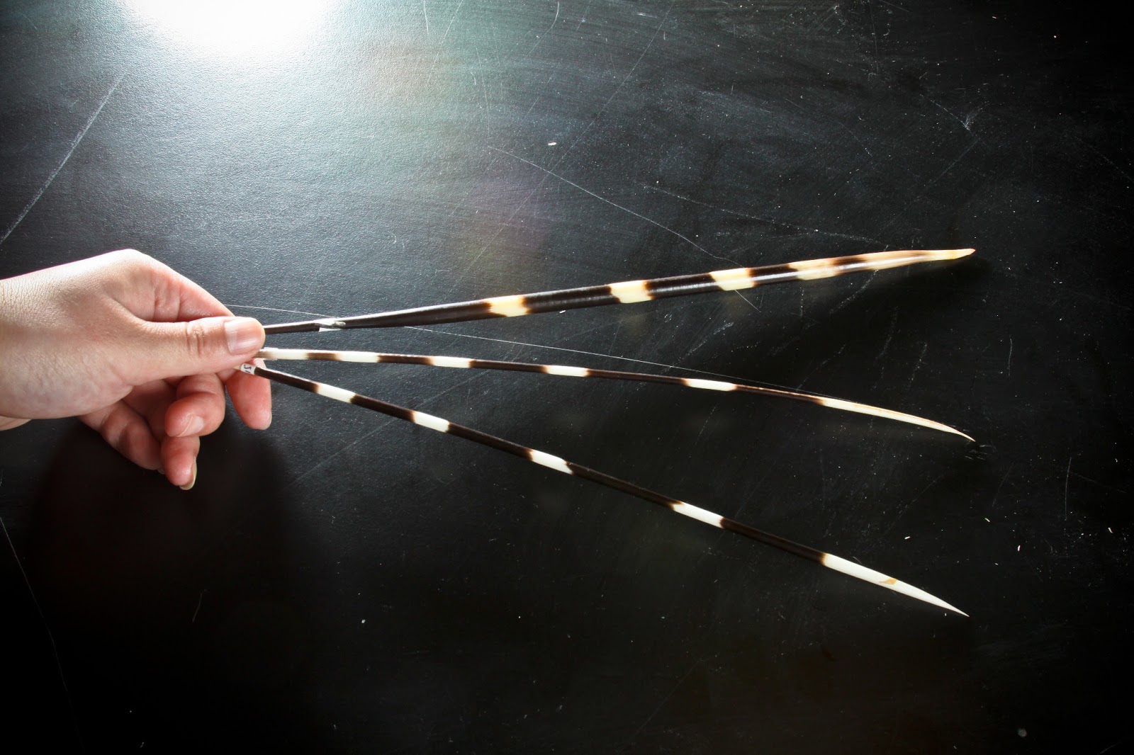 UC San Diego Jacobs School of Engineering blog What Do Porcupine