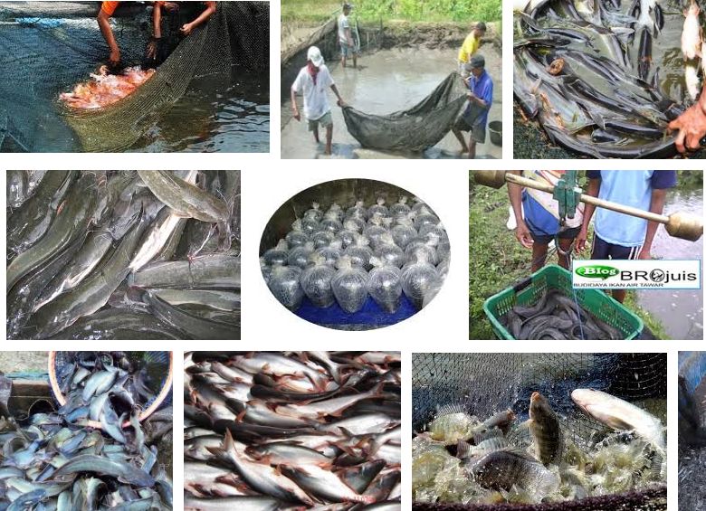 Panen dan Pasca Panen Ikan Sesuai Teknik yang Benar Panen dan Pasca Panen Ikan Sesuai Teknik yang Benar