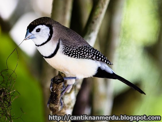 Mengenal Beberapa Burung Finch Yang Populer Di Dunia