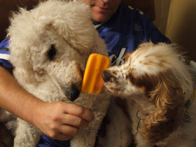 Poodle and spaniel sharing ice cream.