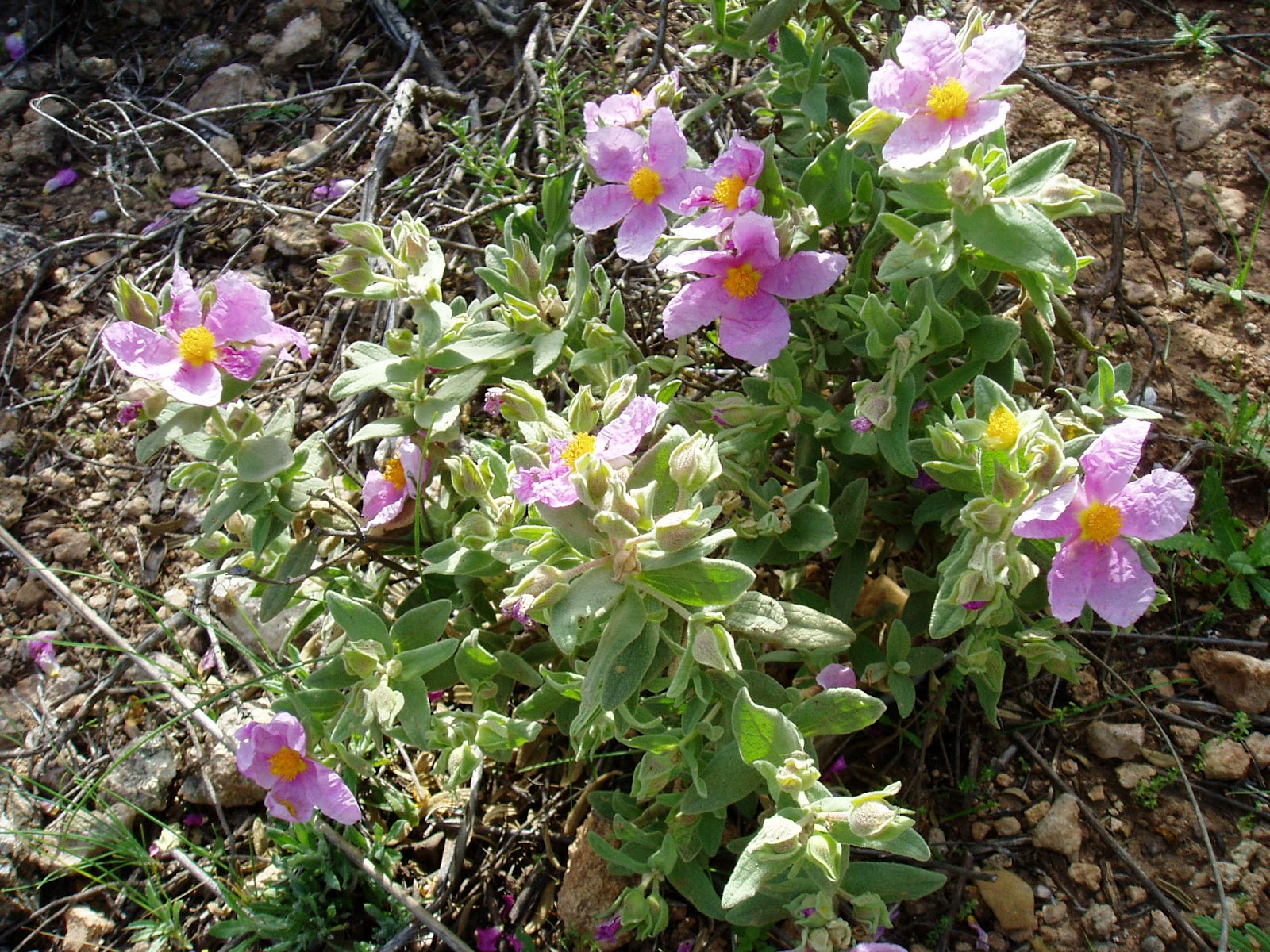 JARA BLANCA Cistus albidus Plantas rioMoros