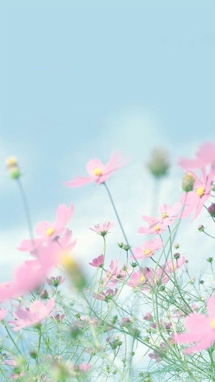 iPhone Wallpapers: Pastel Coloured iPhone Wallpapers