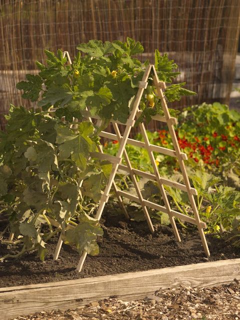 G 4 Gardening: How to Grow Squash