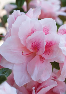 AZALEA AZALEA