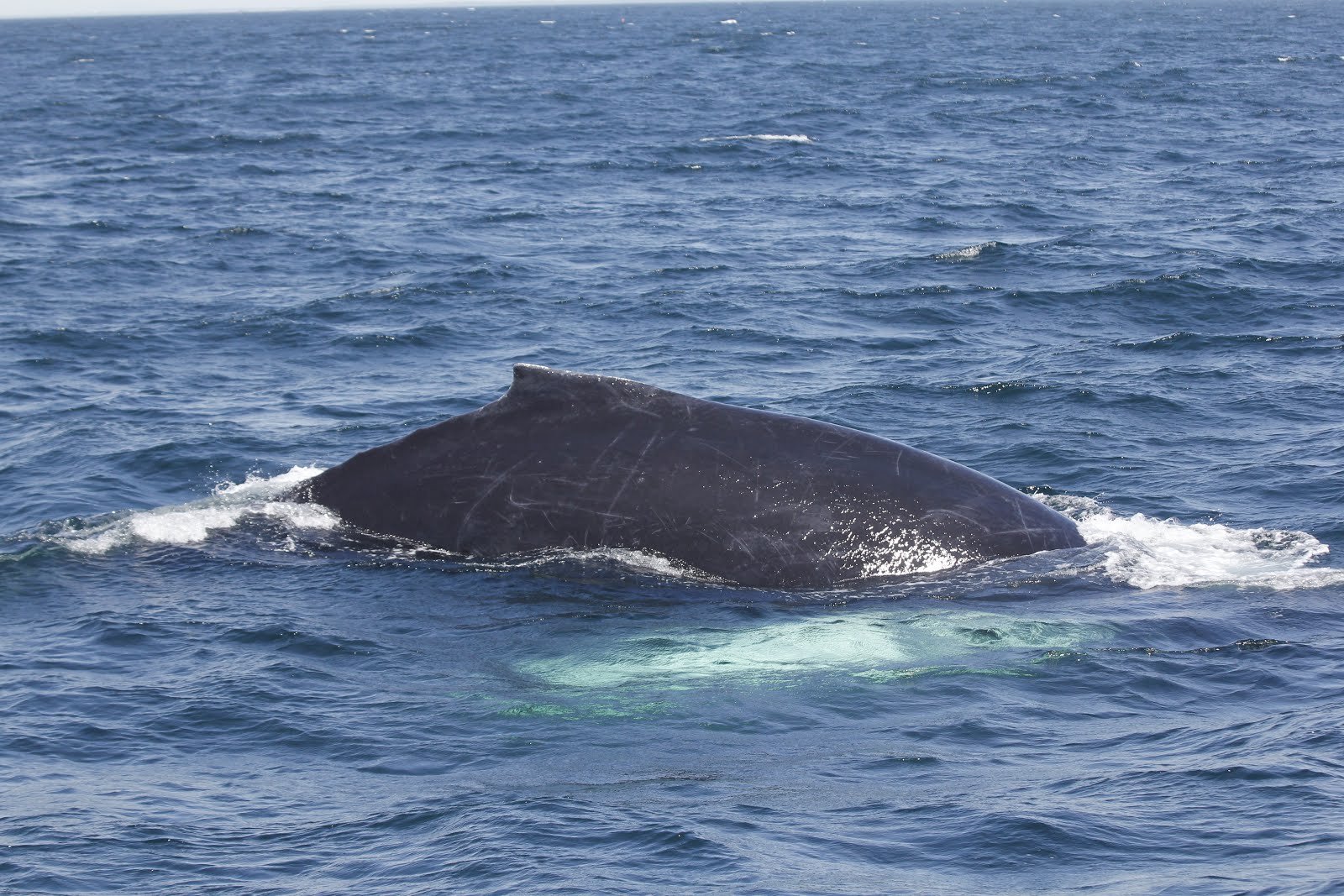 Granite State Whale Watch: Wednesday, June 8