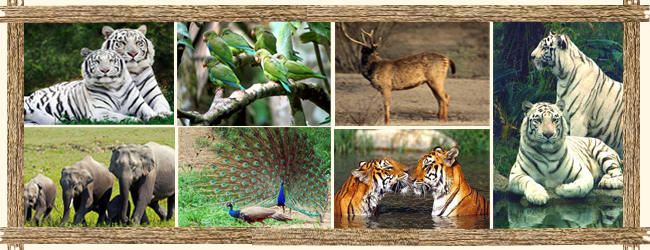 List of wildlife sanctuaries in india and animals found there information