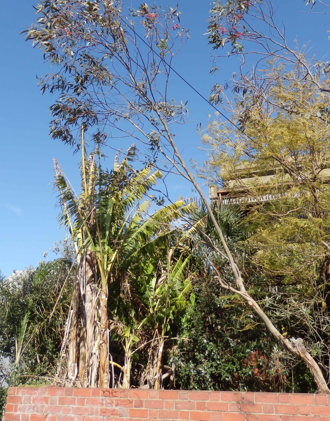 Words all Around bananas can grow and ripen in Melbourne