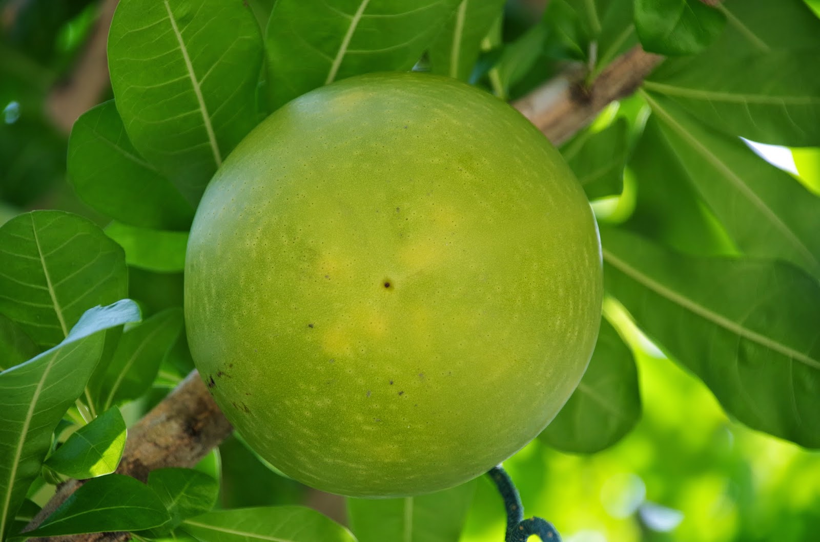 Trees and Plants Calabash Tree