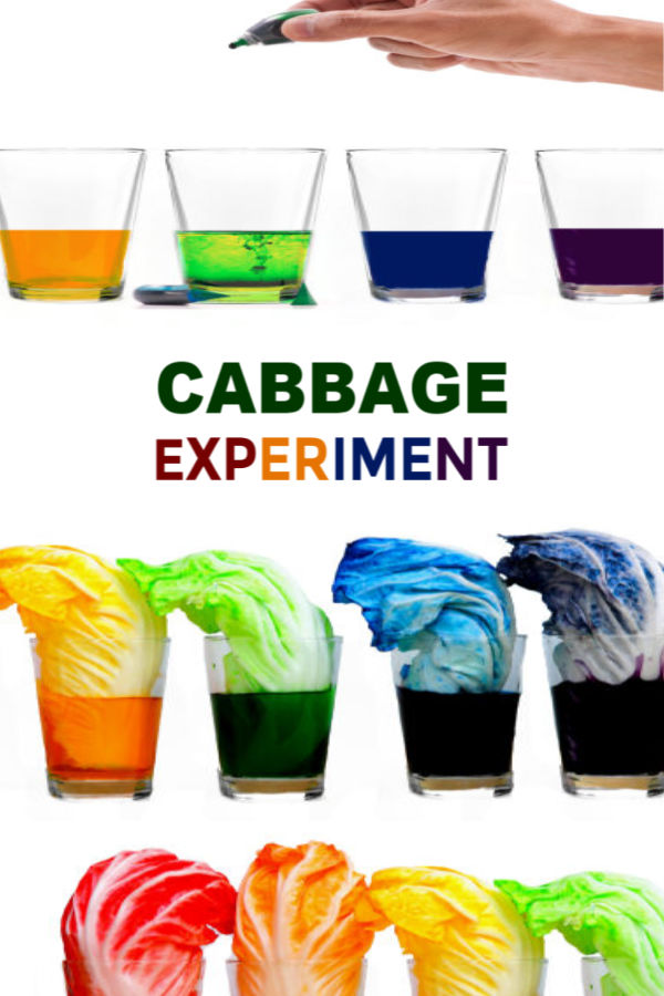 Rainbow Cabbage Experiment