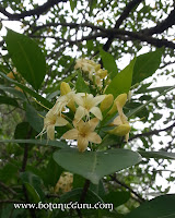 Fagraea fragrans