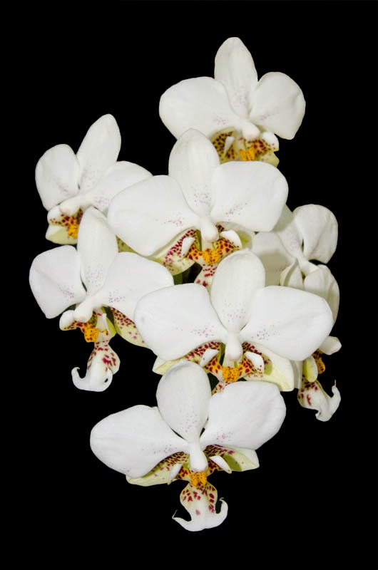 The Wayward Hawaiian Phalaenopsis stuartiana