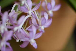, Neostylis Lou Snearly Pink, diarid'orchidee