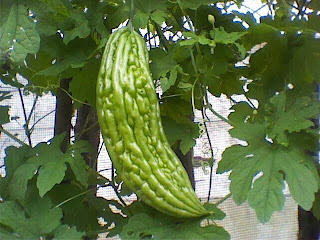 Buah Pare merupakan buah yang sering di Jadikan Sayur Mayur ini merupakan Buah yang memili Manfaat Buah Pare Untuk Kesehatan
