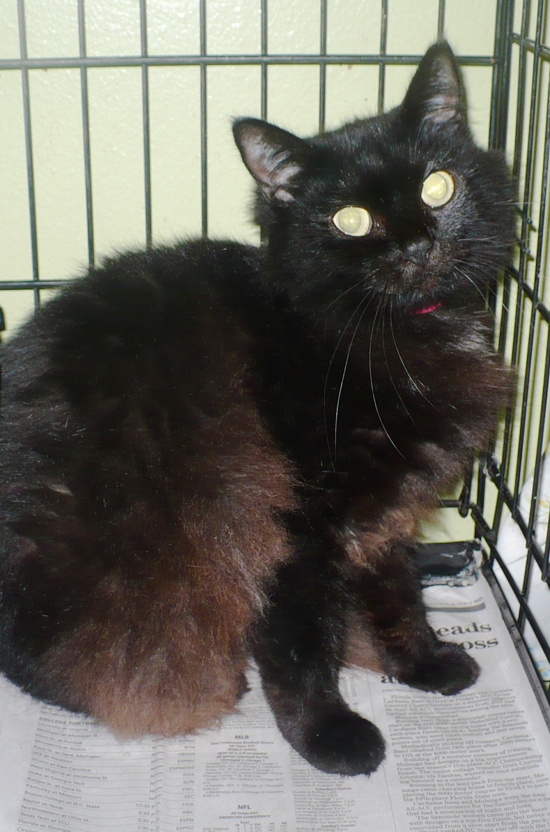 franklin county humane society cats