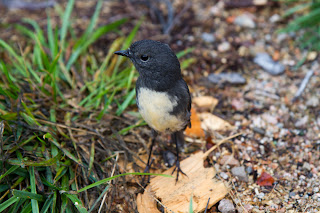 New Zealand Robin