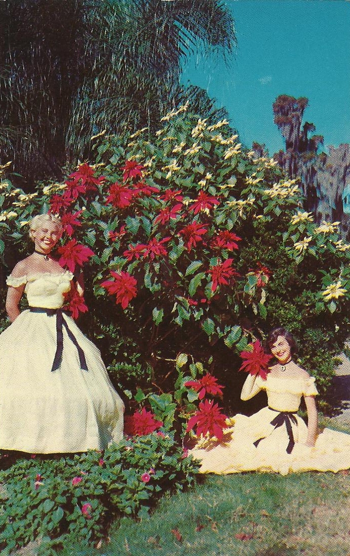 Vintage Travel Postcards Cypress Gardens