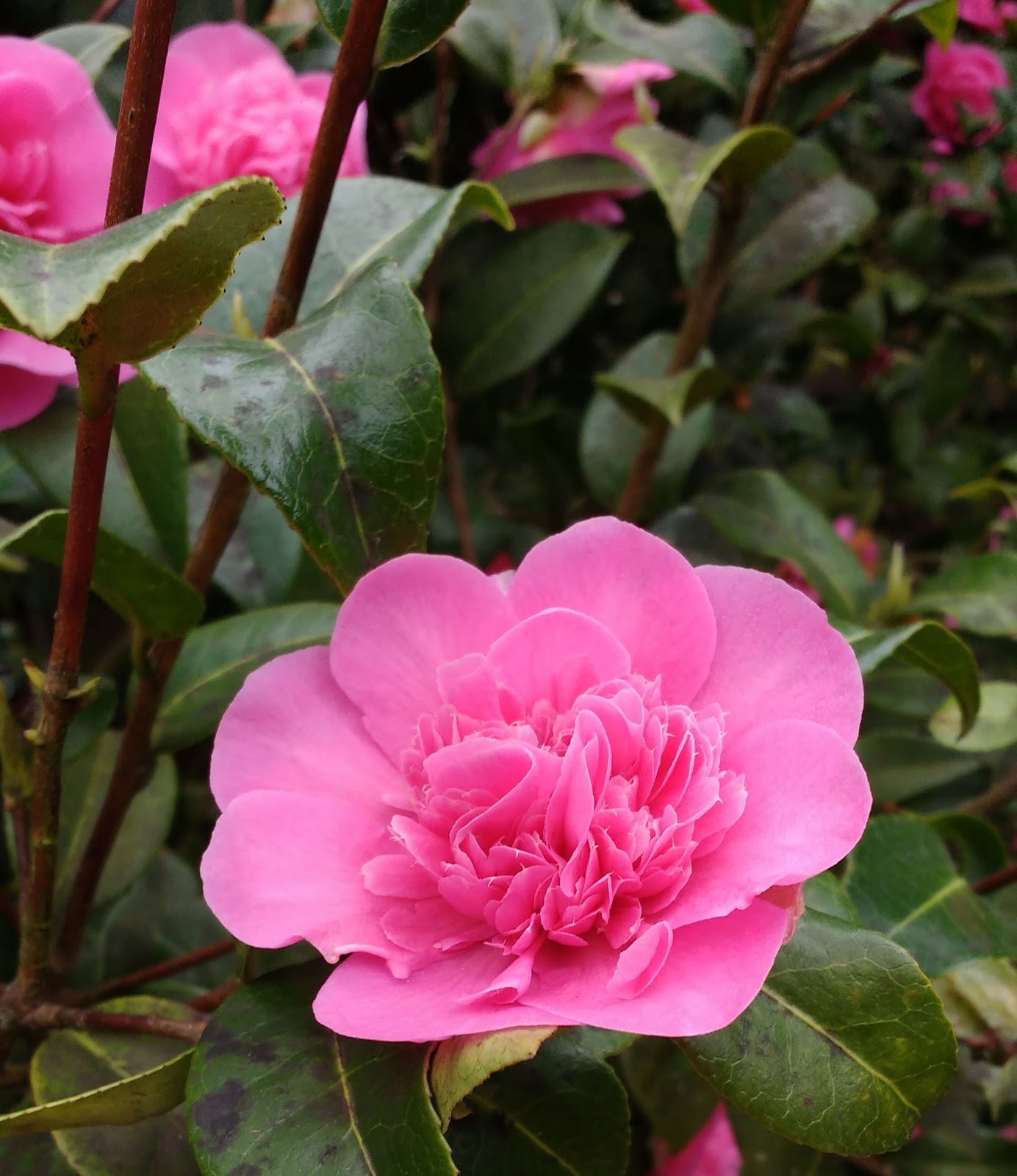 Garden Of Aaron The December Garden Camellia Sasanqua In Bloom