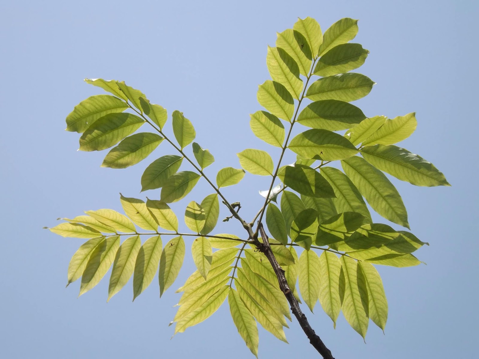 The Soap Berry Tree Nature's Floraa