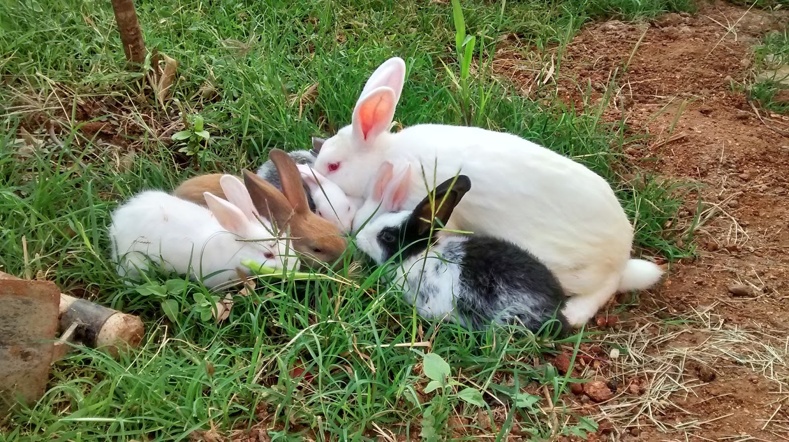 Rabbits in my Garden