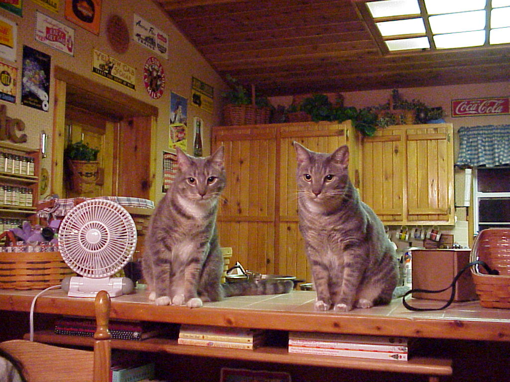 Dawn & Aggie Cats, burning candles and finding your calling...