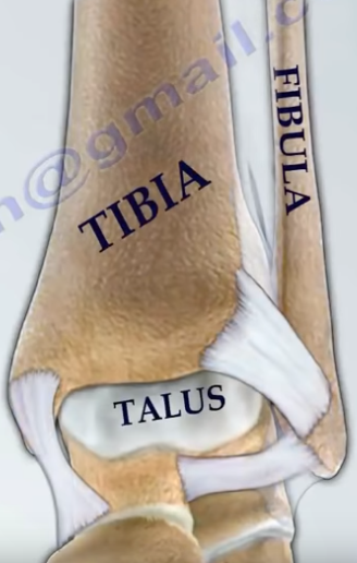 Dr. Nabil Ebraheim's Blogspot: Ankle Ligaments Injury, Tests & Assessment