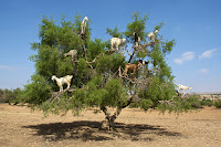 Cabras encima de arbol de argan