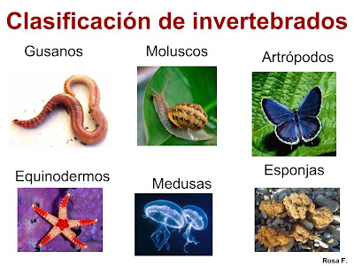 Resultado de imagen de grupos de invertebrados
