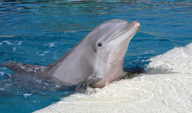 Bottlenose Dolphin Facts and Photographs | The Wildlife