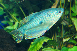 Ikan Hias  Lace Gourami titik hitam satu