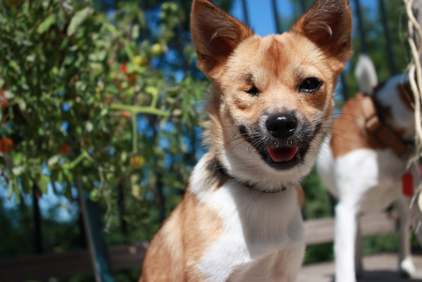 Veganess Eats: Introduction: My Vegan Dogs