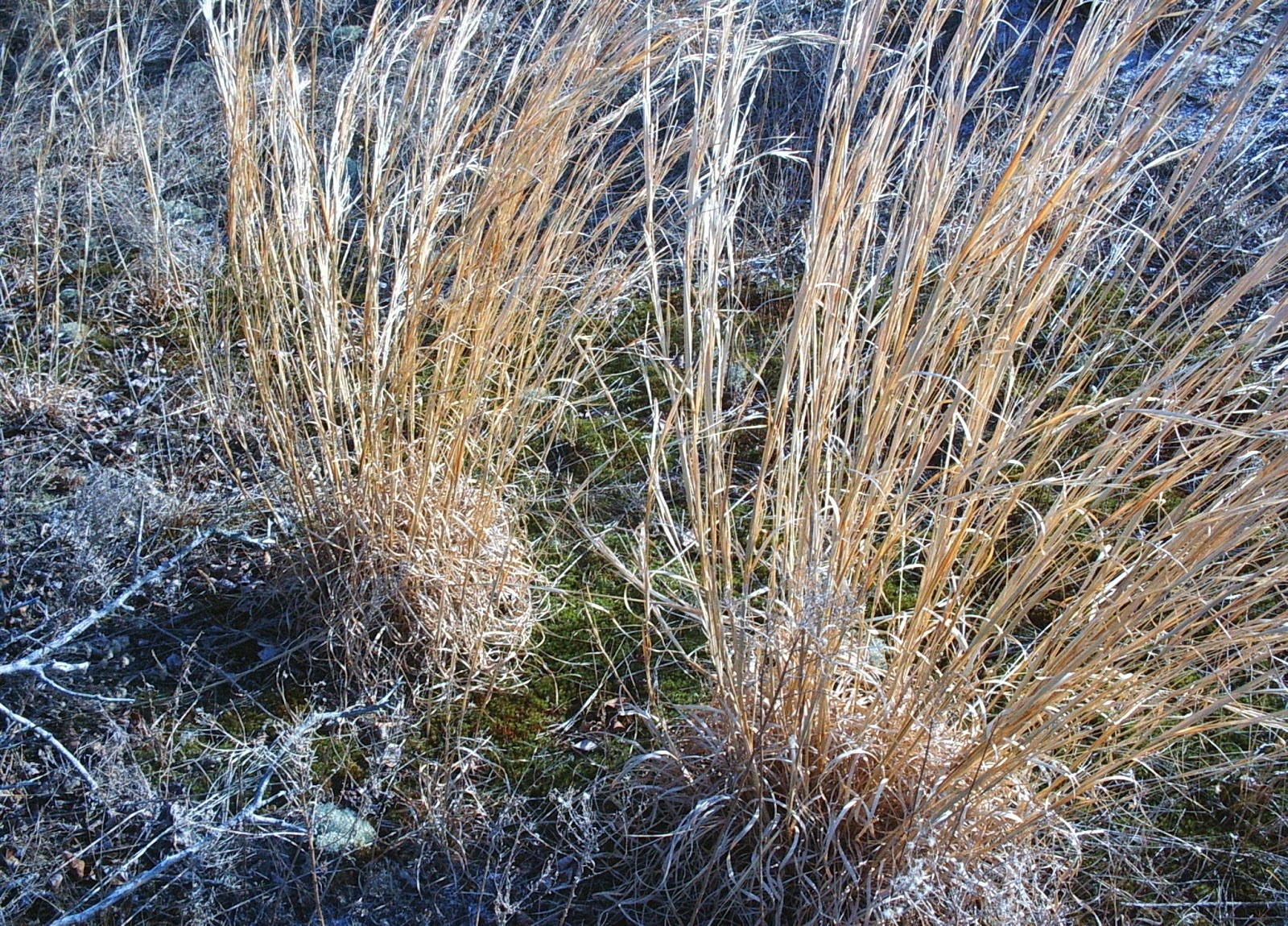 Pinelands Nursery Andropogon virginicus Broomsedge
